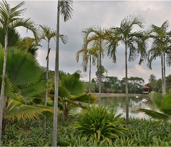 1-Acre Palm Triangle