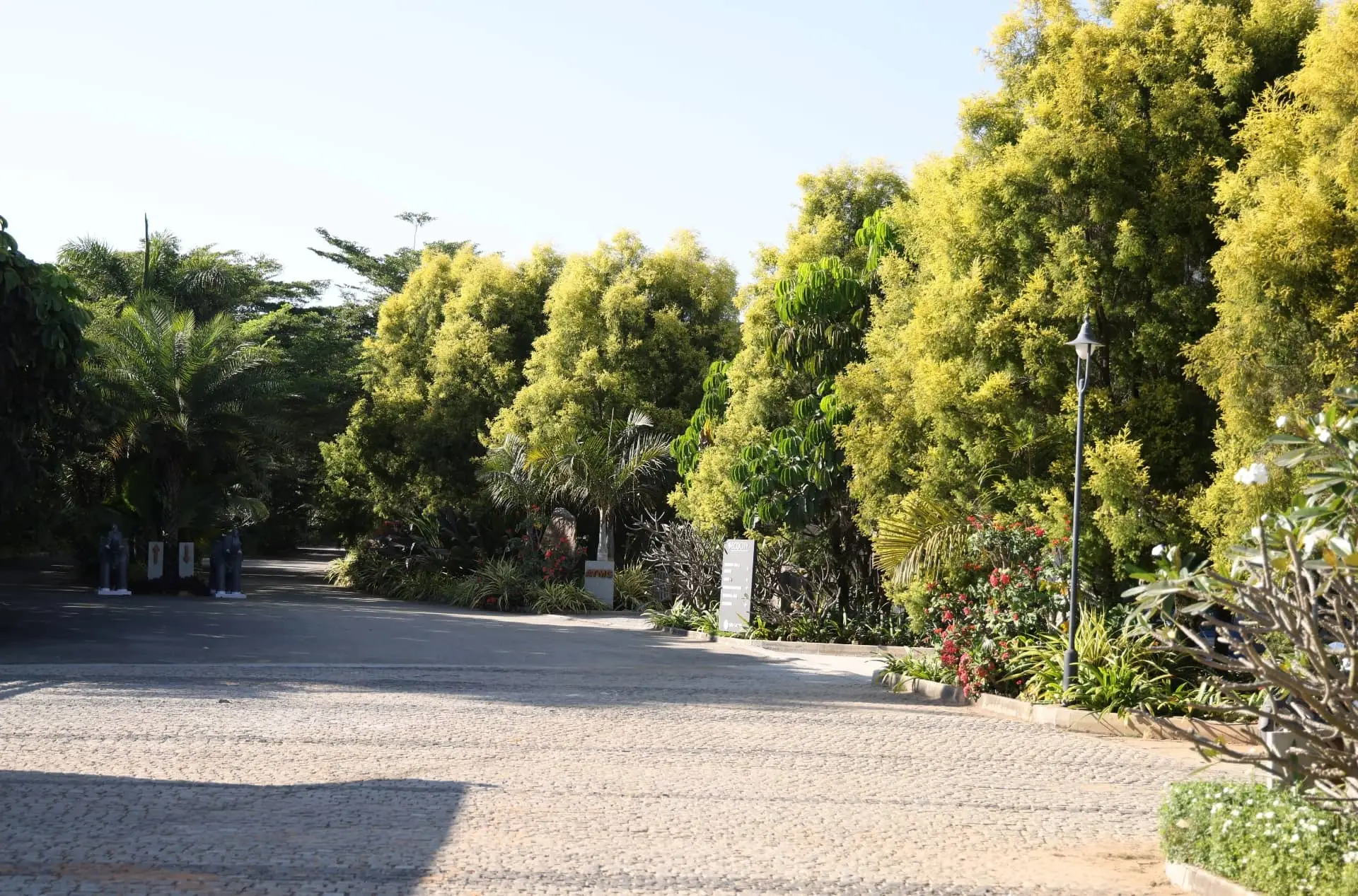 artificial oasis in frangipani