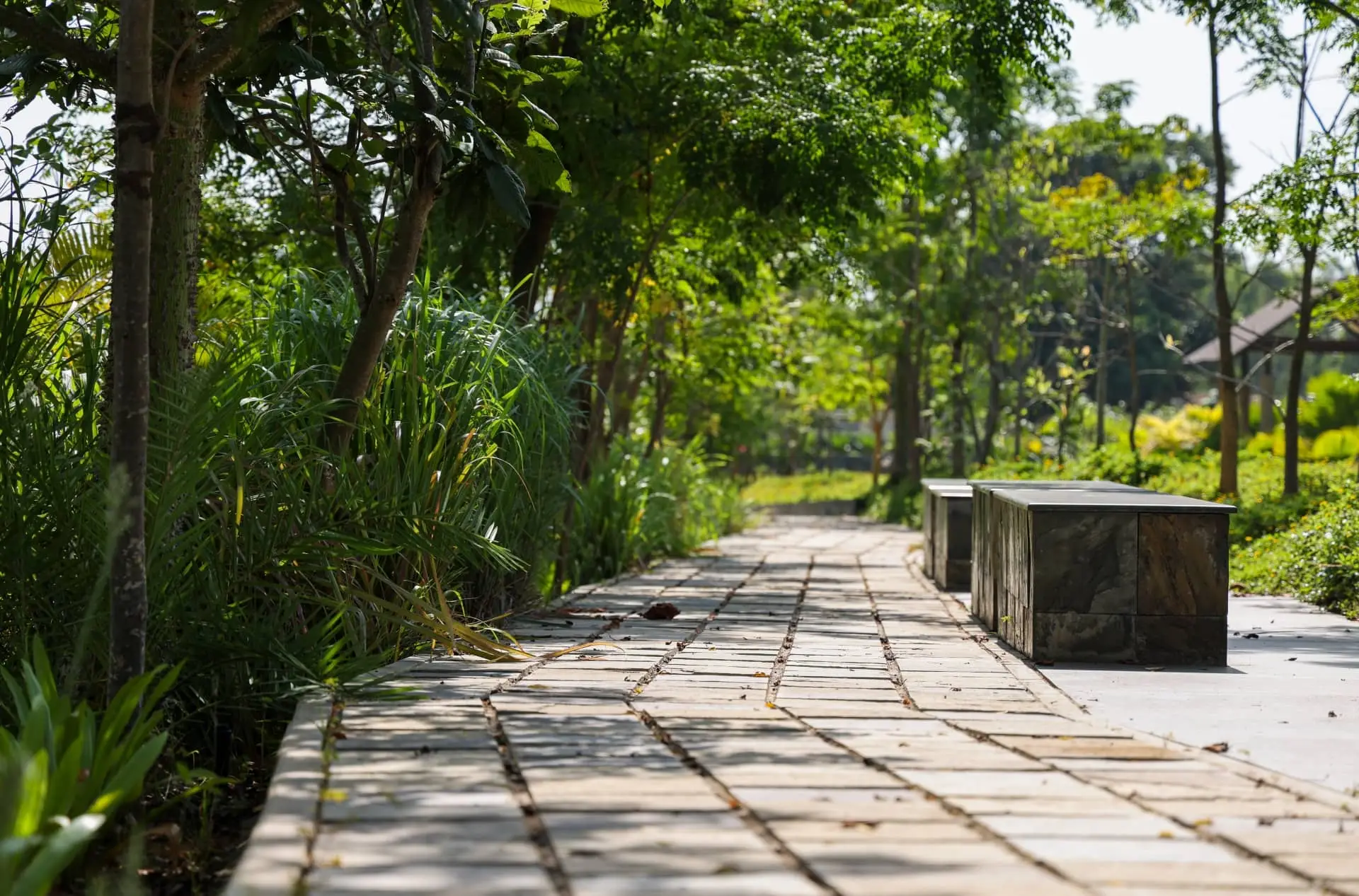 artificial oasis in frangipani