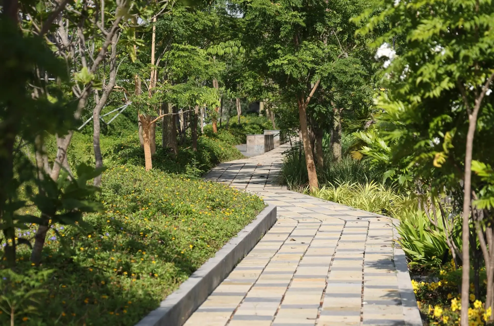 artificial oasis in frangipani