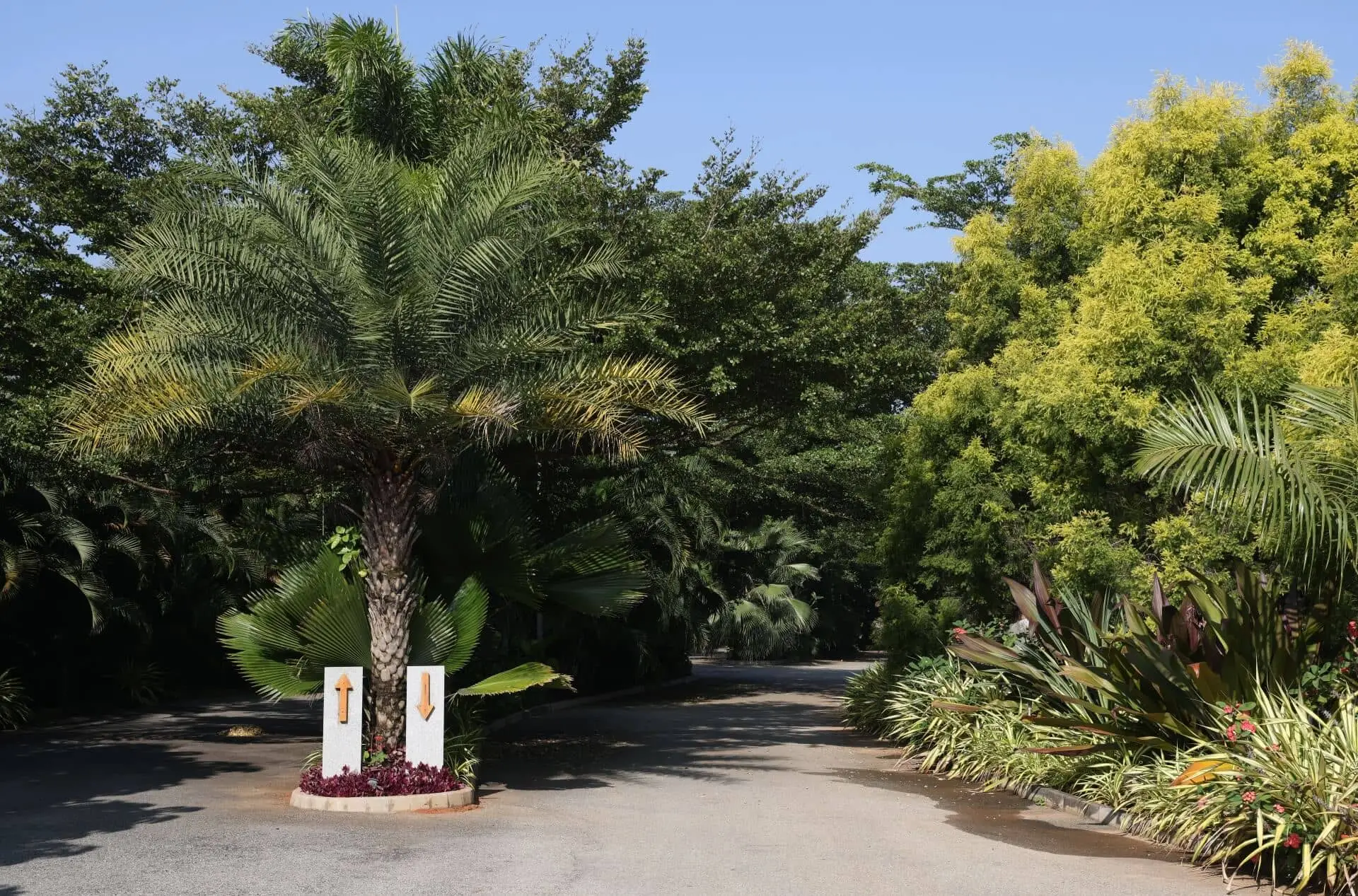 artificial oasis in frangipani
