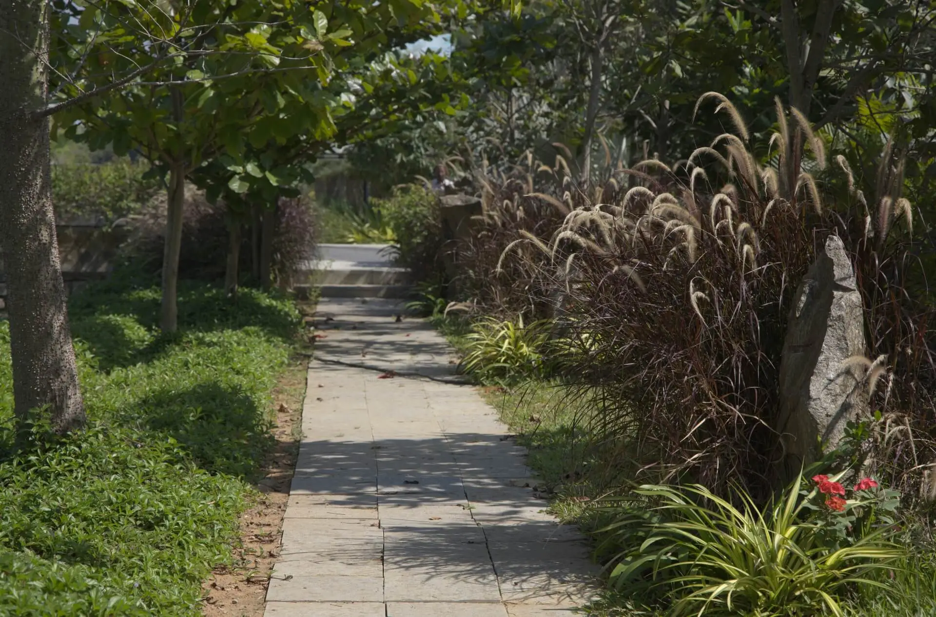artificial oasis in frangipani