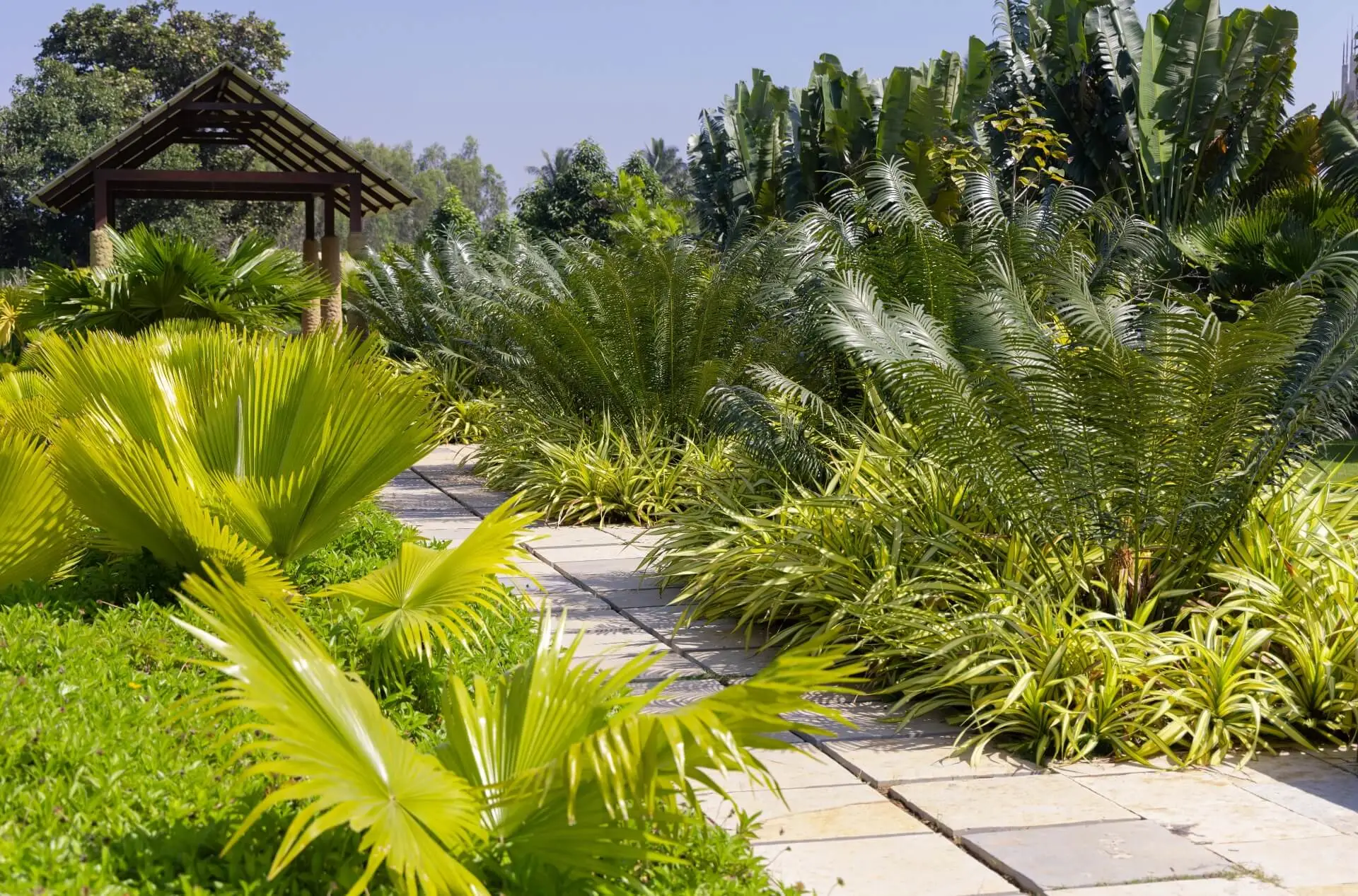 artificial oasis in frangipani