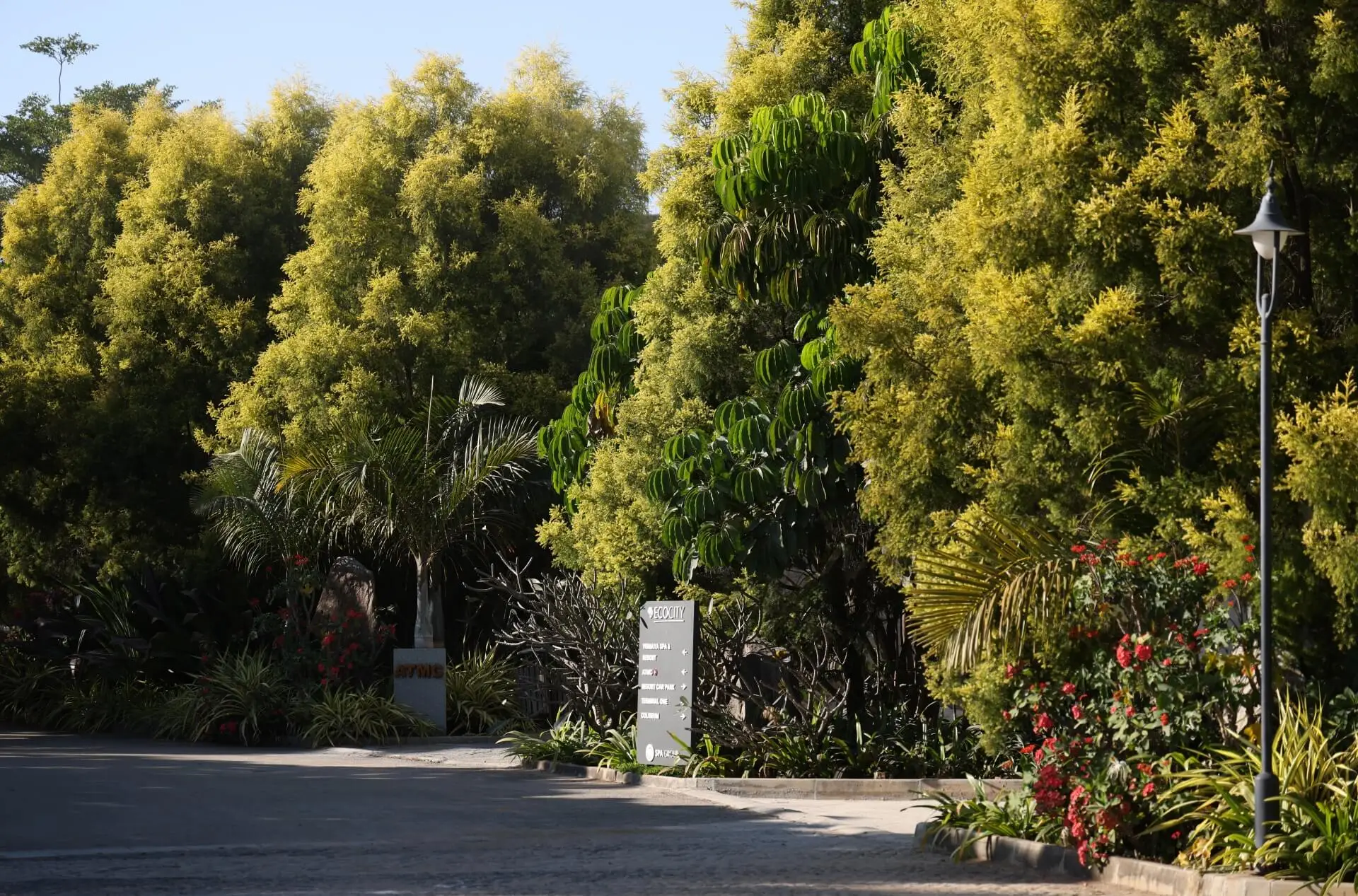 artificial oasis in frangipani