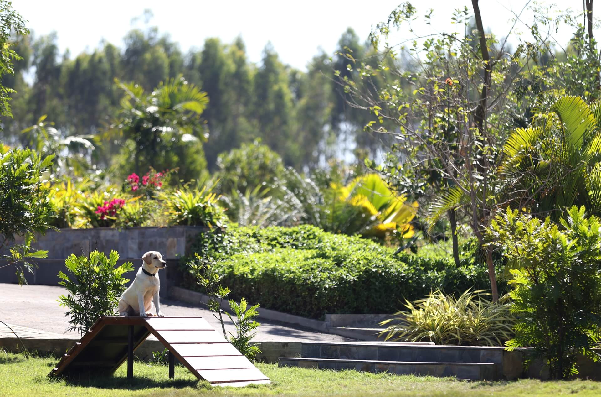 artificial oasis in frangipani