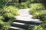 artificial oasis in frangipani