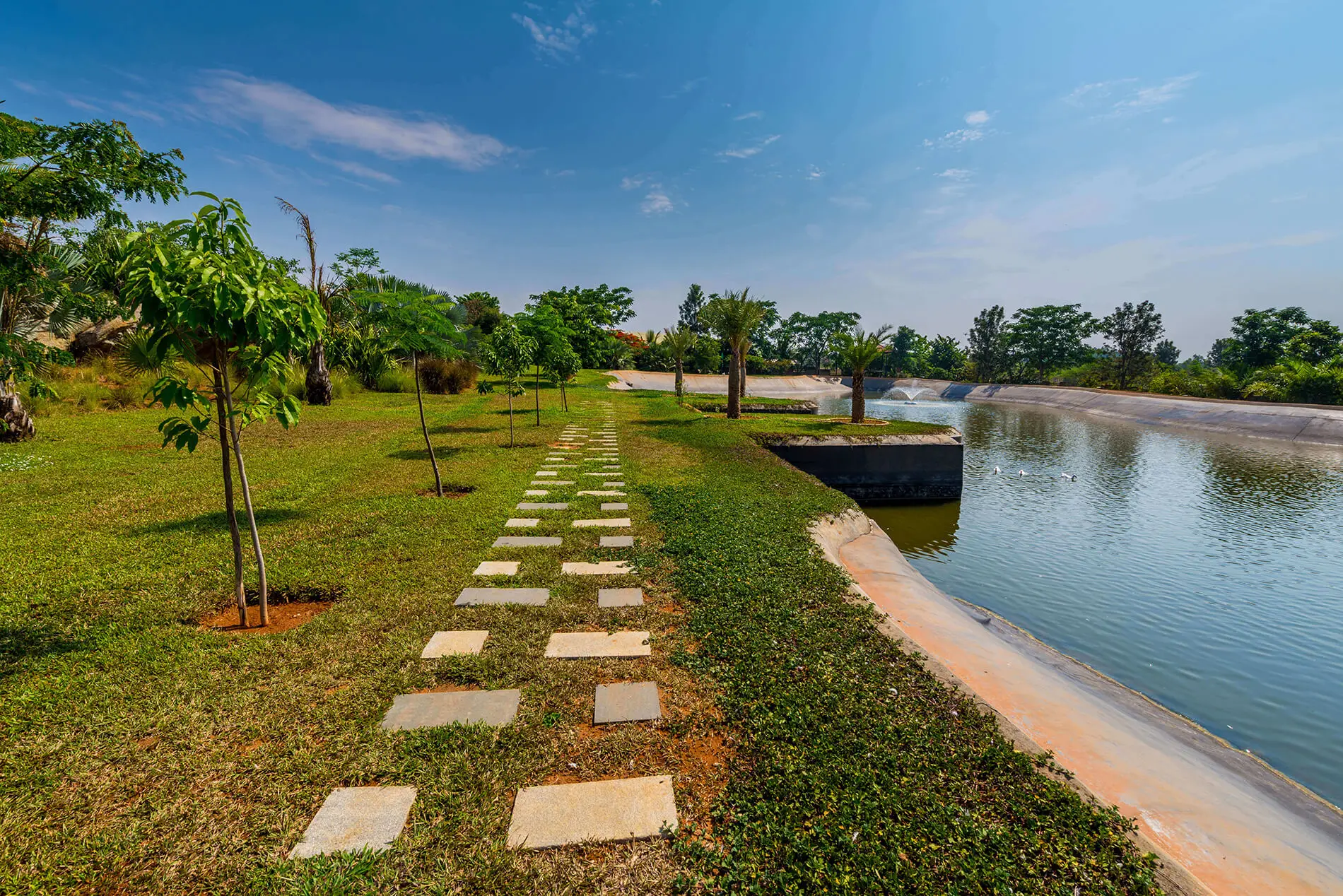 Tree landscaping in Frangipani