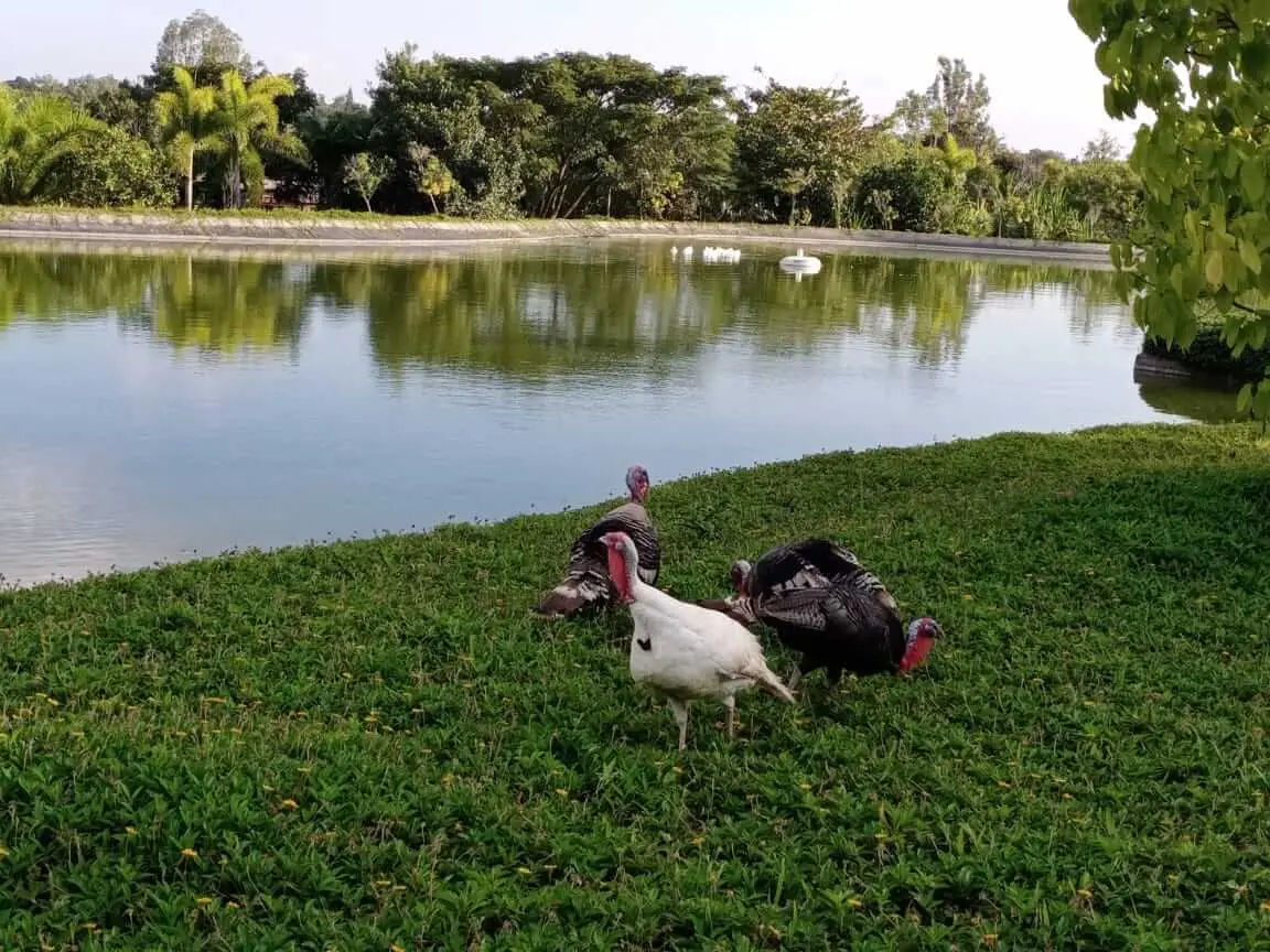 Frangipani Signature Cladding