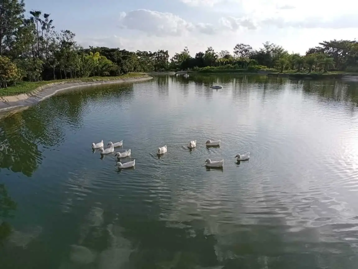 Tree landscaping in Frangipani