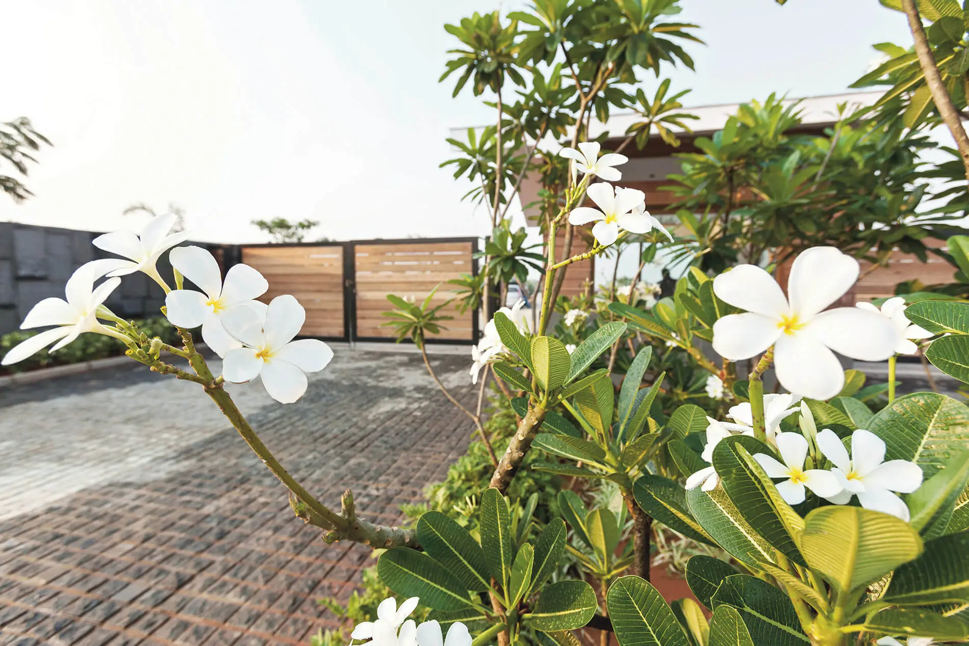 Gardens in Frangipani