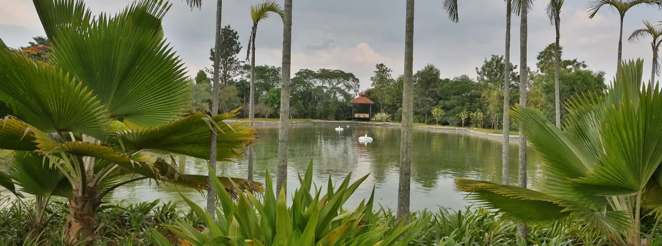 Walking Pavements in Frangipani