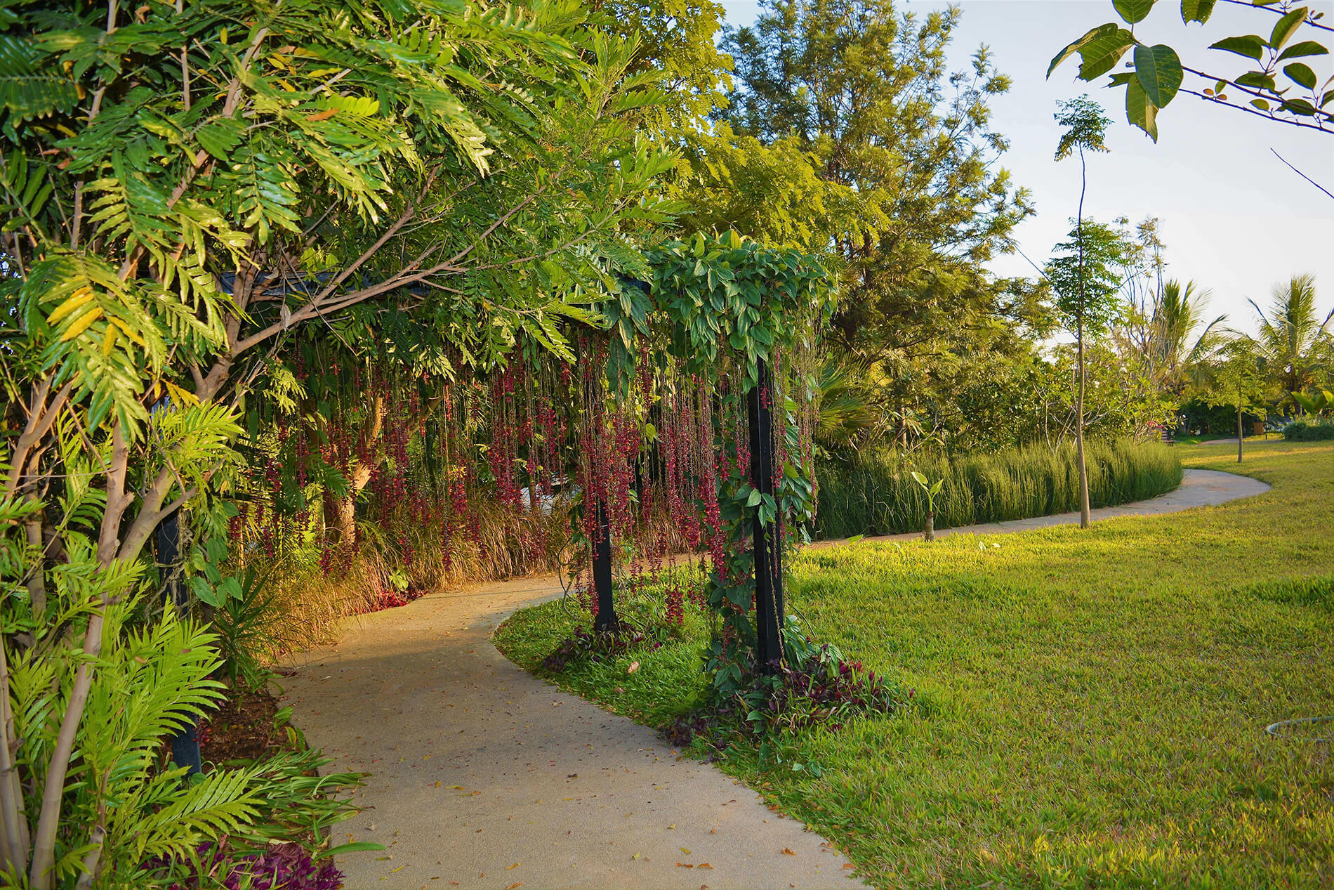 artificial oasis in frangipani