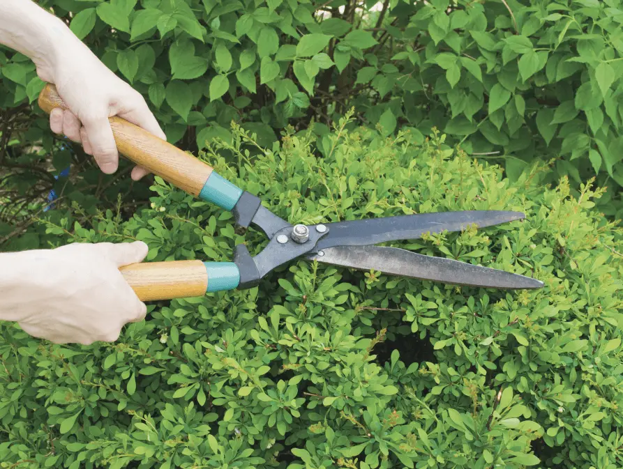 Gardener in Frangipani