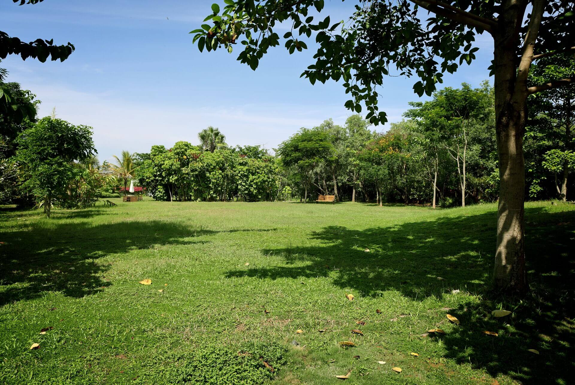 Frangipani Landscape